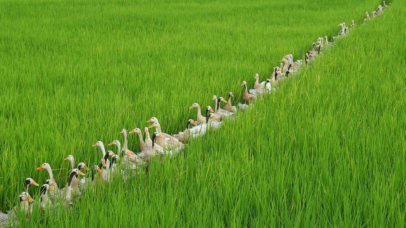 ｢田んぼの中のアイガモ｣インドネシア, バリ島