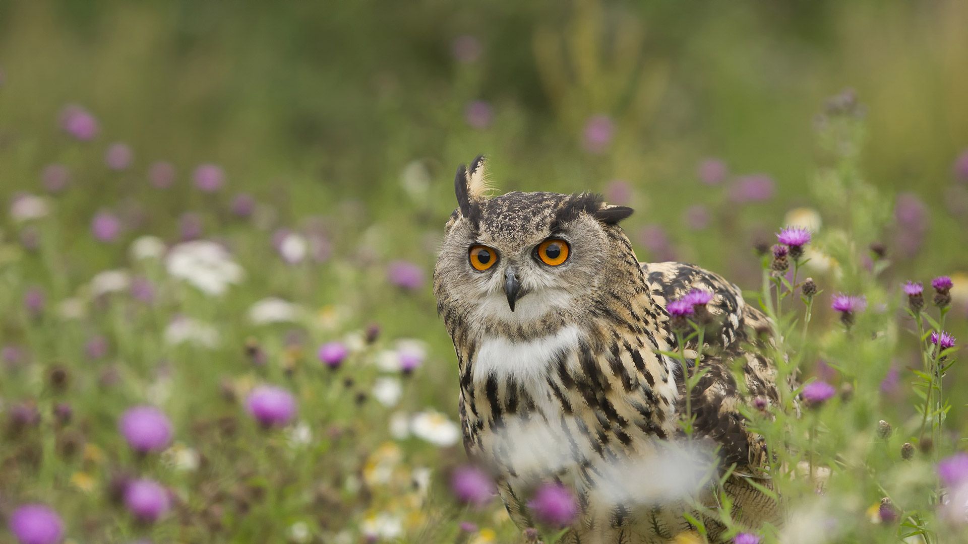 Eurasian Eagle-Owl (Bubo bubo) in wildflower meadow, Rhineland-Palatinate, Germany