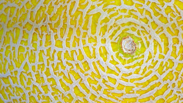 Galia melon detail