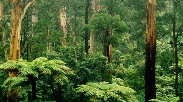Fern and gum trees in Sherbrooke Forest, Victoria, Australia