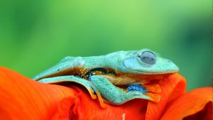 Javan tree frog (© kuritafsheen/Getty Images)(Bing United States)