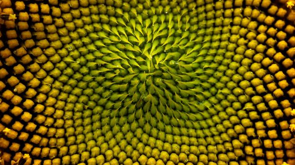Detail of the inside of a sunflower, Boulder, Colorado