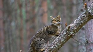 Chat sauvage écossais dans le Parc National de Cairngorms, Écosse (© Pete Cairns/Minden Pictures)(Bing France)