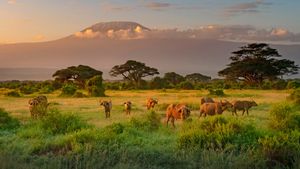 Kilimandscharo mit Kaffernbüffeln im Vordergrund, Amboseli-Biosphärenreservat, Kenia (© RealityImages/Shutterstock)(Bing Deutschland)