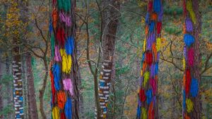 比斯开省Oma山谷的“彩色树林”，西班牙 (© Juan Carlos Munoz/Minden Pictures)(Bing China)