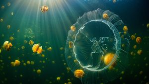 ｢ミズクラゲとゴールデンジェリーフィッシュ｣インドネシア, ラジャ・アンパット諸島  (© Alex Mustard/Minden Pictures)(Bing Japan)