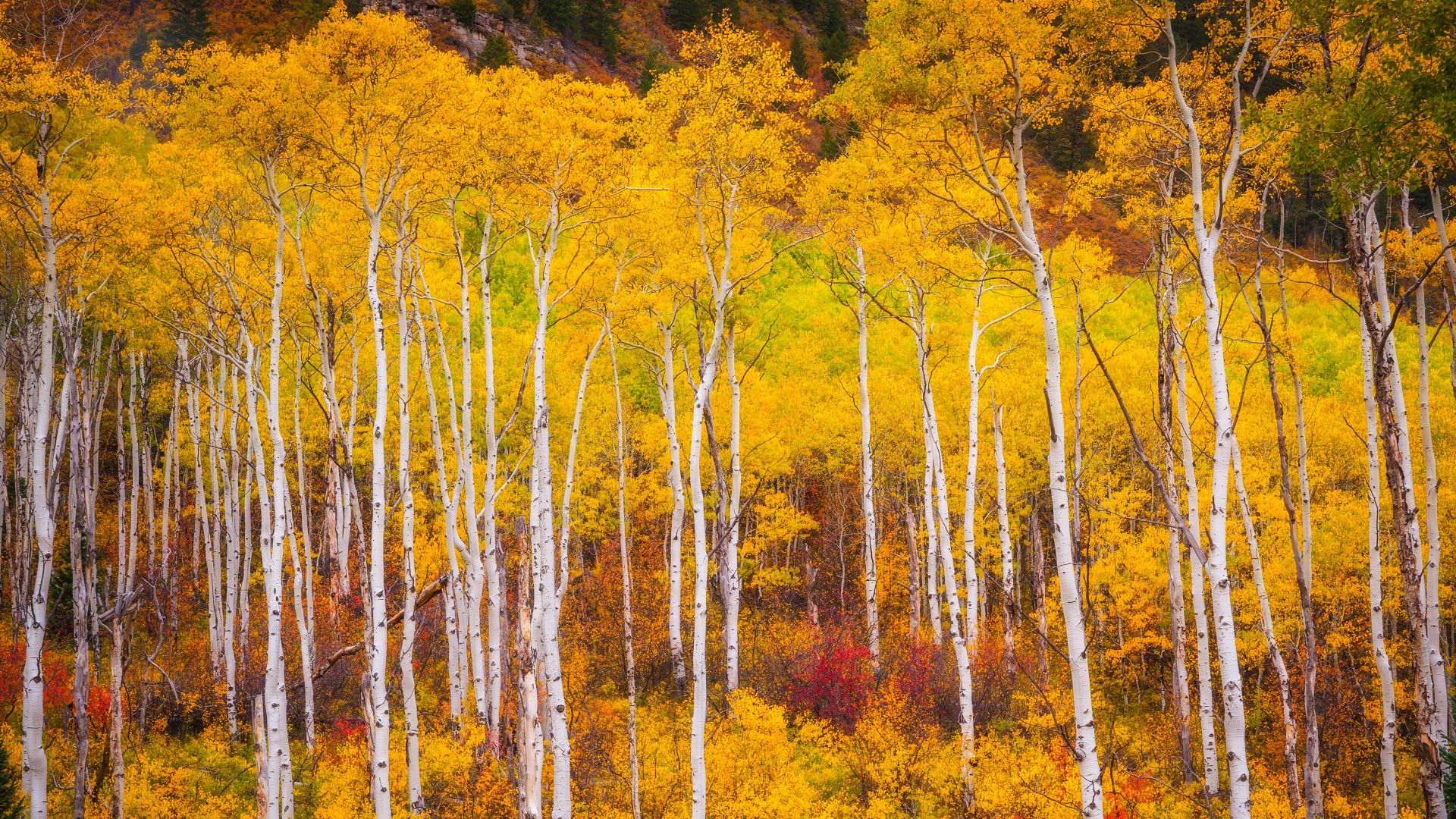 Aspens near Marble, Colorado, USA