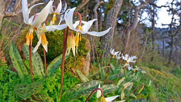 White Fawn lilies, (erythronium oregonum), Pipers Lagoon Park, Nanaimo, B.C.