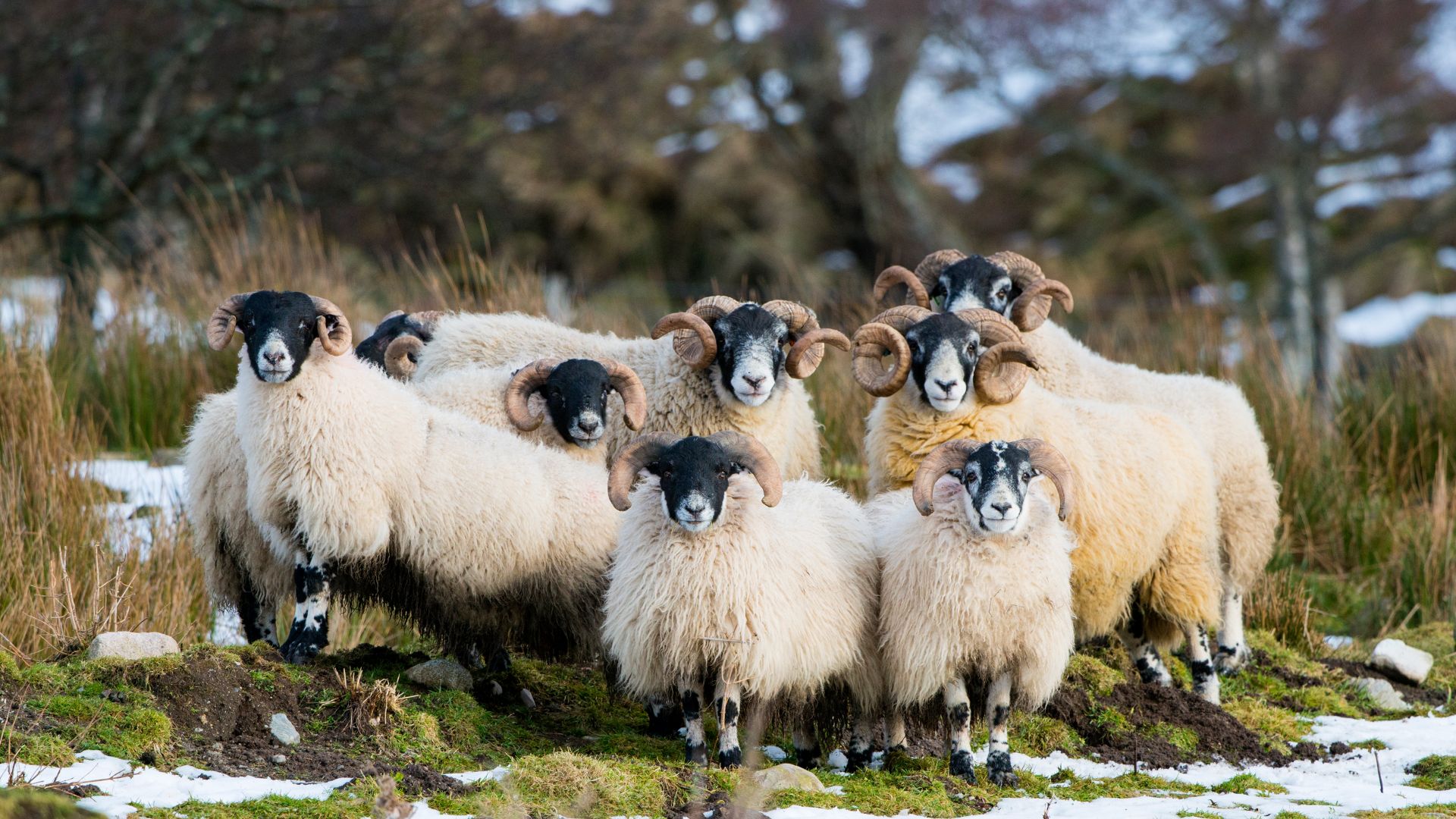 Pecore scozzesi Blackface, Aberdeenshire, Scozia