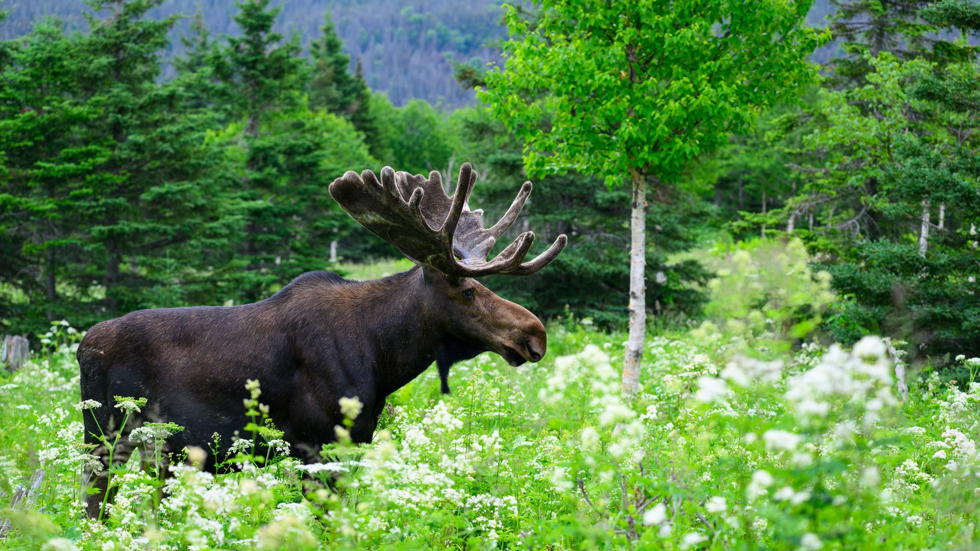 A majestic bull moose foraging through the green undergrowth, Quebec