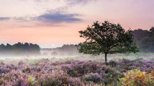 Heath blooming in Wahner Heide Nature Reserve in Troisdorf near Cologne, Germany