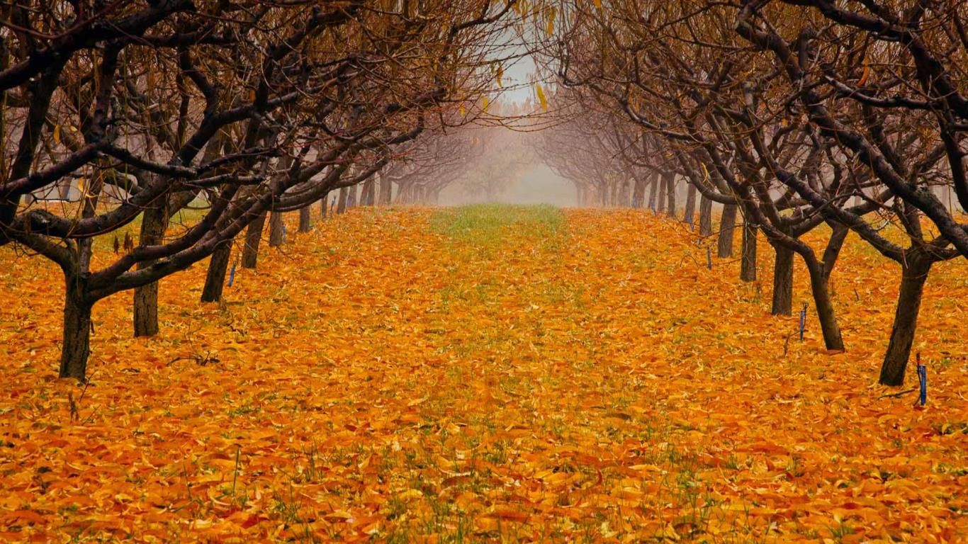 Pear orchard in Okanagan Valley, British Columbia, Canada