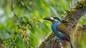 Plate-billed mountain toucan in Bellavista Cloud Forest Reserve, Ecuador (© Tui De Roy/Minden Pictures)(Bing United States)