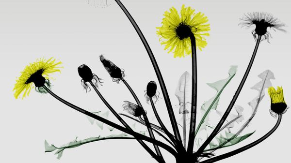 Colored X-ray photo of dandelion flowers