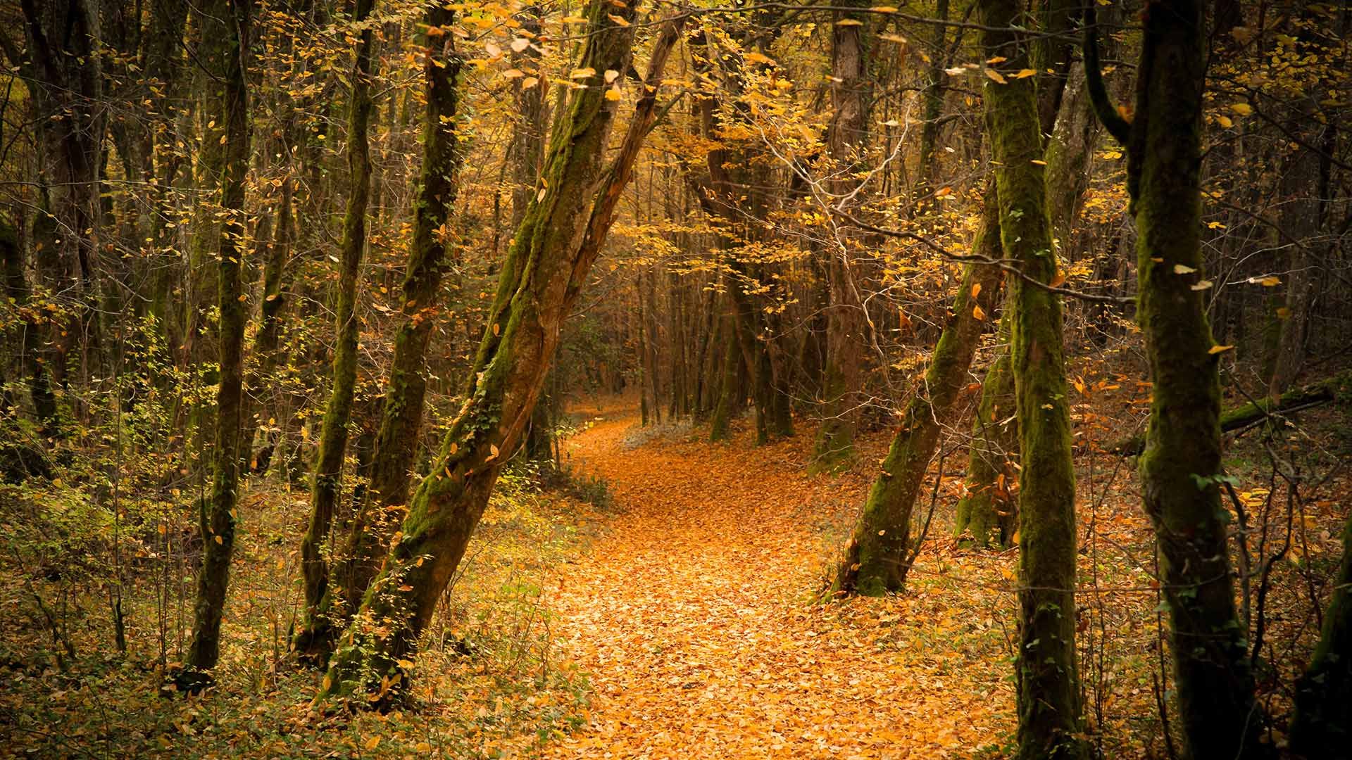 Forêt en automne