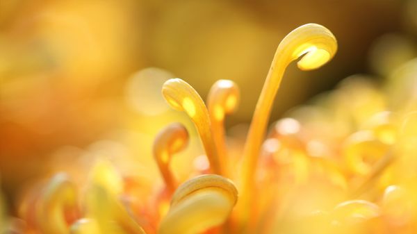 菊花特写