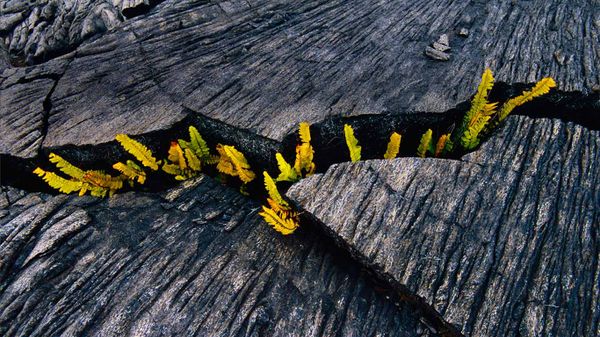 'Ama'u ferns sprouting from crack in lava rock, Hawaii Volcanoes National Park, Hawaii, USA