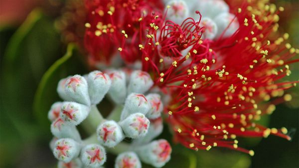 Pōhutukawa (Metrosideros excelsa) tree blossoms on the Hauraki Gulf Coast, North Island, New Zealand