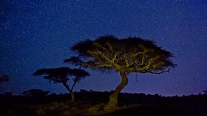 ｢アカシアと星空｣ケニア, レワ野生動物保護管理公園 (© Marc Muench/Tandem Stills + Motion)(Bing Japan)