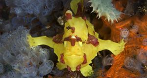 A frogfish off the coast of Apo Island, Negros, Philippines --  Franco Banfi/Photolibrary &copy; (Bing United States)