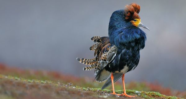 Ruff (Philomachus pugnax) male in breeding plumage at lek, Norway
