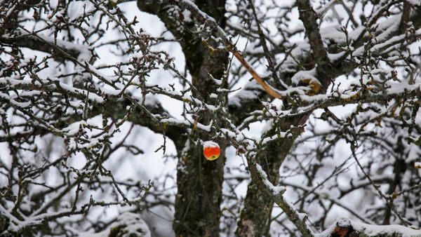 Apfel hängt an einem verschneiten Baum, Deutschland