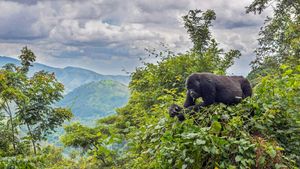 一只正在树上吃东西的山地大猩猩，乌干达布恩迪国家公园 (© Robert Haasmann/Minden Pictures)(Bing China)