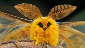 Squeaking silk moth, Qinling Mountains, Shaanxi, China (© Thomas Marent/Minden Pictures)(Bing Australia)