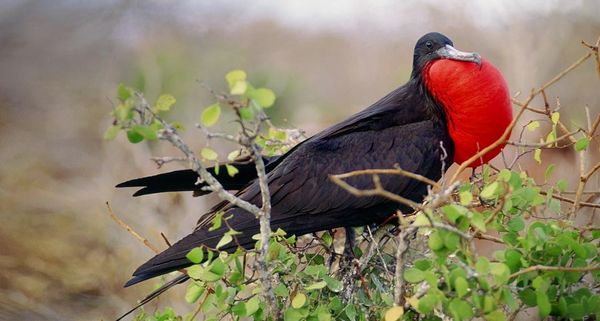 Male Great Frigatebird  in full display, Galapagos Islands, Ecuador