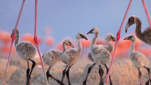 American flamingo chicks at the Ría Lagartos Biosphere Reserve, Yucatán Peninsula, Mexico (© Claudio Contreras/Minden Pictures)(Bing New Zealand)