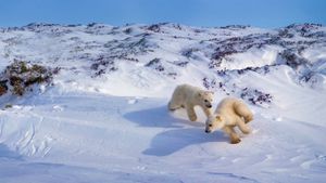 加拿大，哈德逊湾，小北极熊在玩耍 (© Meril D & Manon M/Minden Pictures)(Bing China)