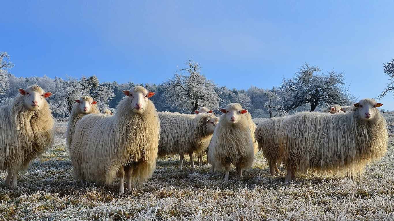Schafherde in der Nähe von Mespelbrunn im Spessart, Bayern, Deutschland