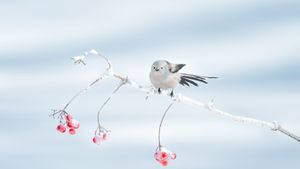 栖息在树枝上的北长尾山雀，大庆市，中国黑龙江省 (© Visual China Group/Getty Images)(Bing China)