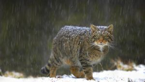 Wildcat in Scotland (© Pete Cairns/Minden Pictures)(Bing United Kingdom)