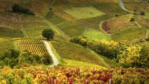 Vineyards in Beaujolais Region, France (© Flirt/Superstock)(Bing Australia)