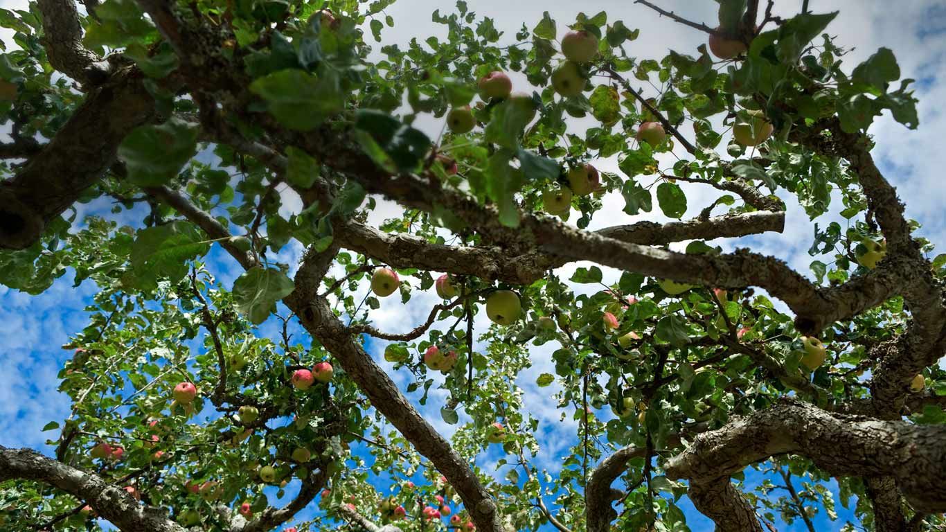 Apple tree on Salt Spring Island in British Columbia, Canada