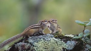｢エゾシマリスのカップル｣北海道, 釧路 (© Datacraft/Universal Images Group/age fotostock)(Bing Japan)