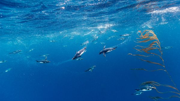 Pinguini Macaroni, Passaggio di Drake, Cile