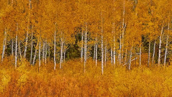 Autumn aspens in Grand Teton National Park, Wyoming