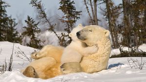 Polar bear with cub, Churchill, Manitoba, Canada (© Design Pics/plainpicture)(Bing New Zealand)