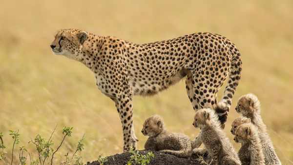 Una madre ghepardo e i suoi cuccioli nella Riserva Nazionale Masai Mara, Kenya, Africa
