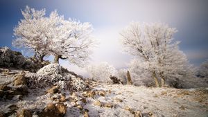 Árboles escarchados en la Sierra de Aralar, Navarra, España (© Iñaki Tejerina/Moment/Getty Images)(Bing España)