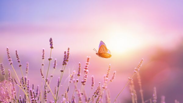Papillon et fleur de lavande au lever du soleil, France