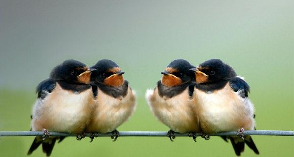 BarnSwallow