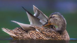 Canard colvert (© Philippe Paternolli/Getty Images)(Bing France)
