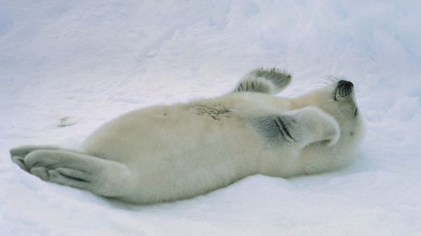 Harp seal pup at the Gulf of St. Lawrence, Canada