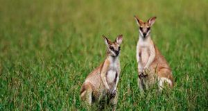 A pair of wallabies in Australia (© Randy Olson/Getty Images) &copy; (Bing New Zealand)