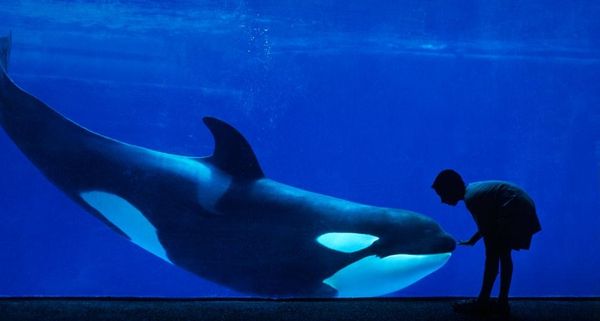 OrcinusOrca