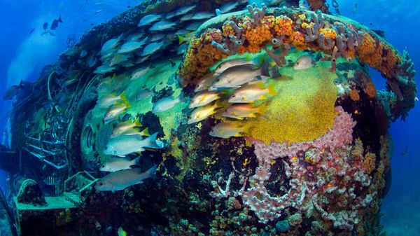 Schooling fish hide in the shelter of the Aquarius Reef Base in the Florida Keys National Marine Sanctuary