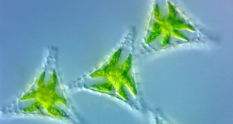GreenAlgae